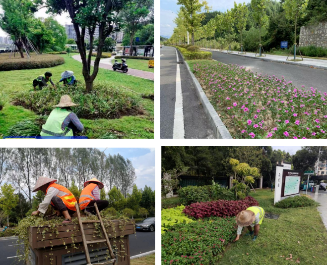 补植补栽！市城建处为城市增绿添彩
