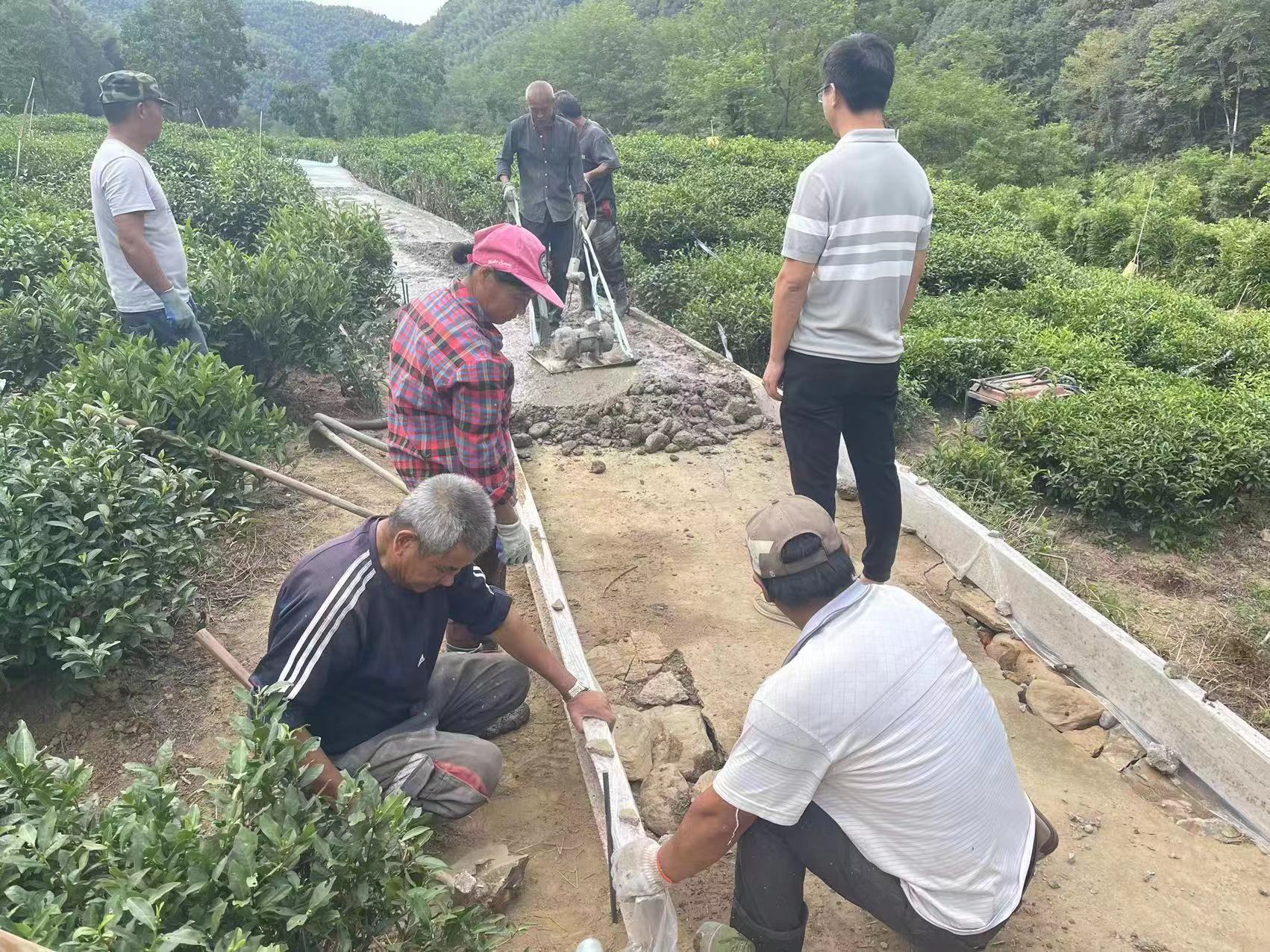 休宁县流口镇：修复茶道采香茗