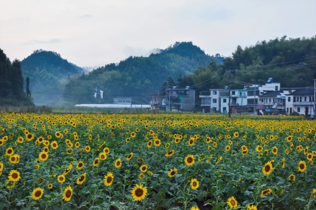 屯溪区：金色花海绚烂绽放