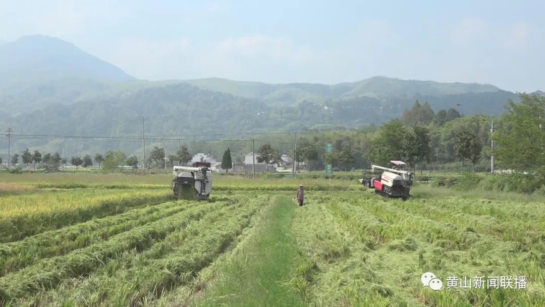 黄山区：8万多亩水稻开镰收割