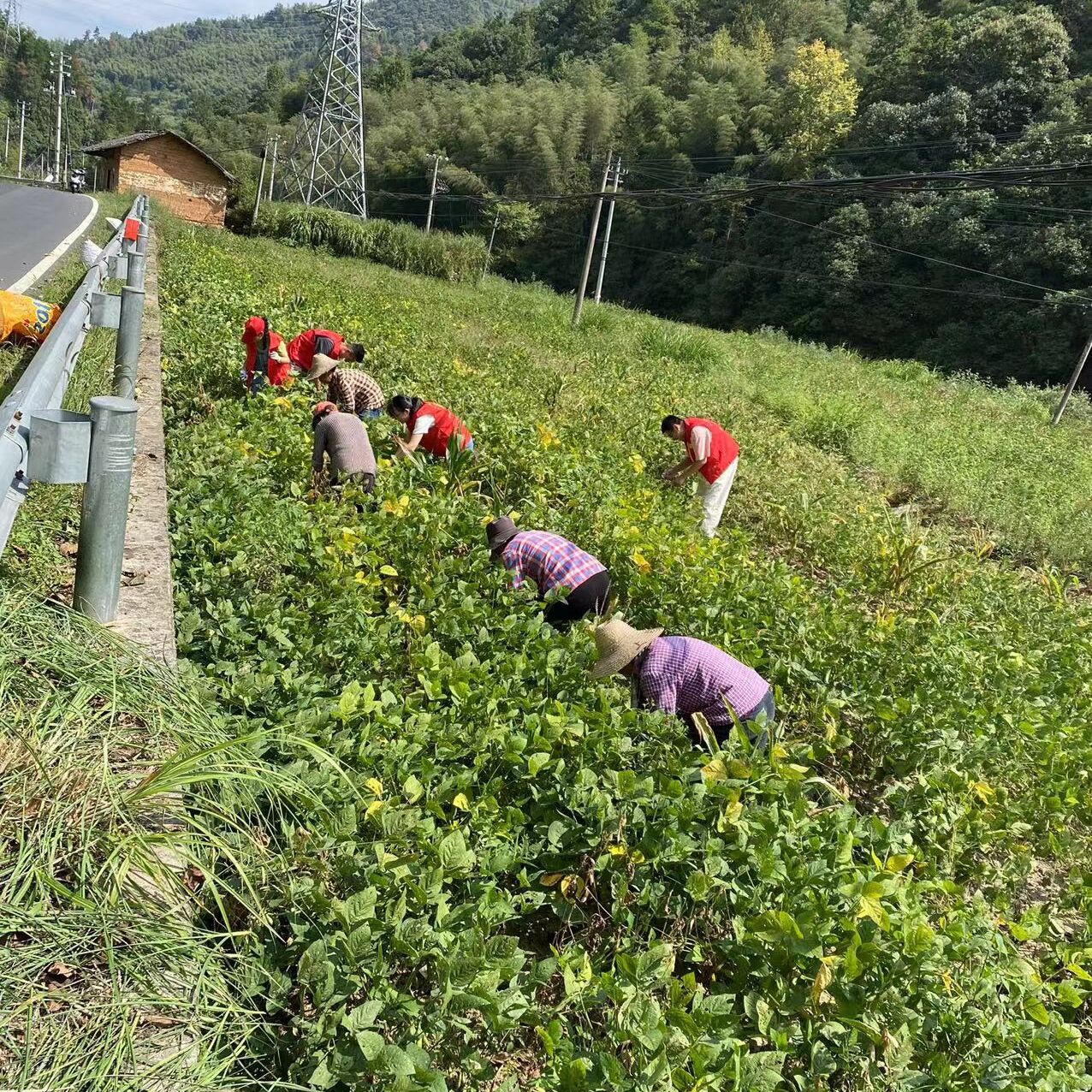 休宁县山斗乡“撂荒地”里摘豆乐