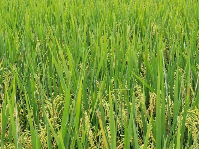 公益诉讼“回头看” 喜看稻菽千重浪