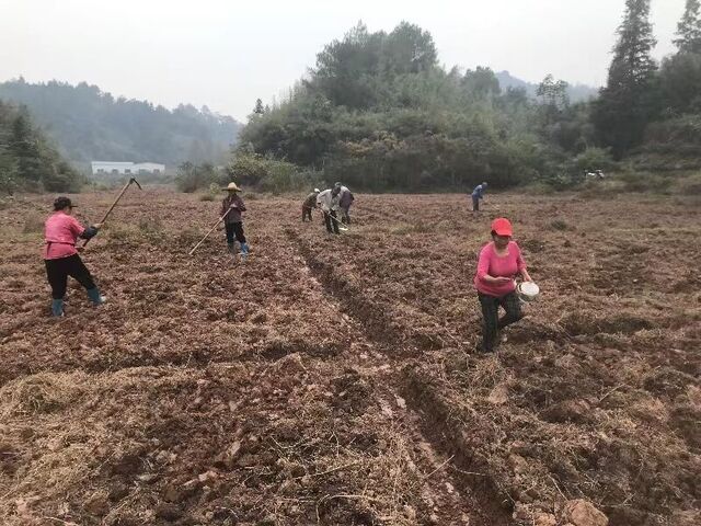 歙县王村镇：秋冬油菜播种忙，“农闲田”变“增收田”