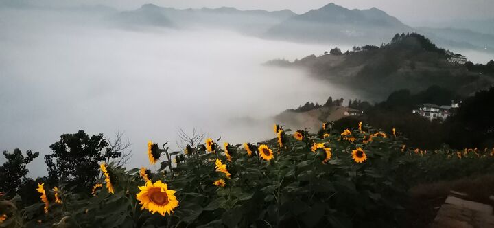 葵花“笑脸”迎客来 大地流“金”富村民
