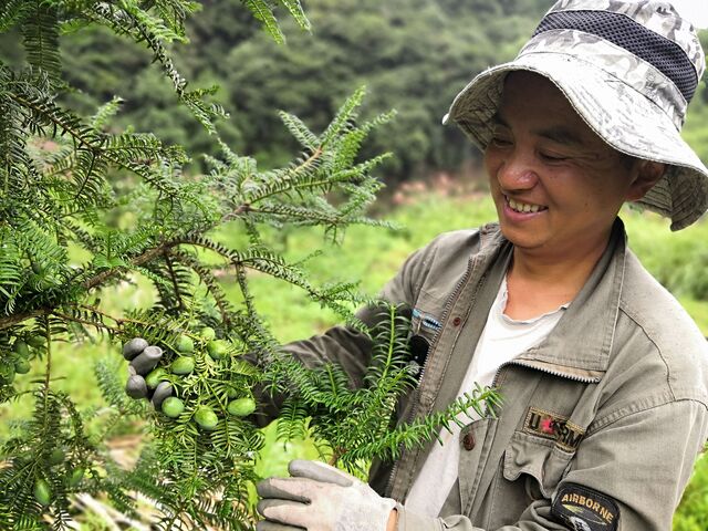 黟县洪星乡：栽下香榧树 拓宽致富路