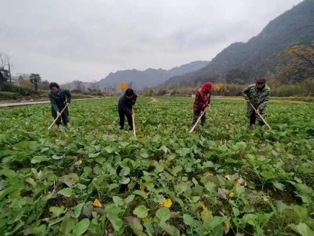 休宁县推广油菜新品种促进稳产增收