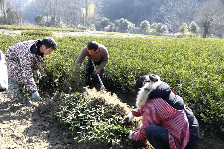 祁门县祁山镇：人勤春来早 茶农起苗忙