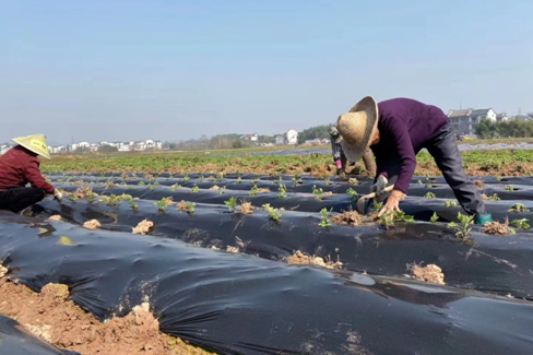 休宁县：人勤春来早，菊花移摘忙