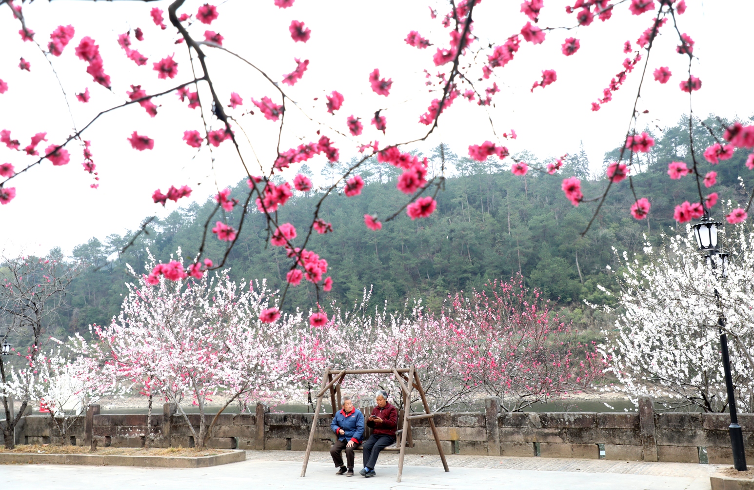 歙县：雄村桃花坝 花开引来客