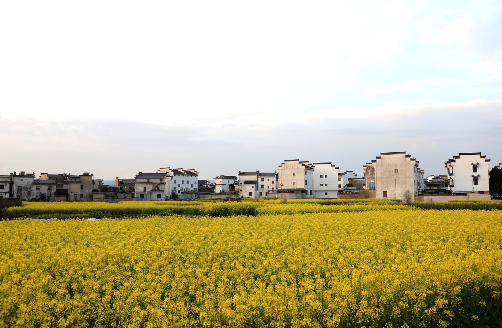 歙县：皖南山村春色美
