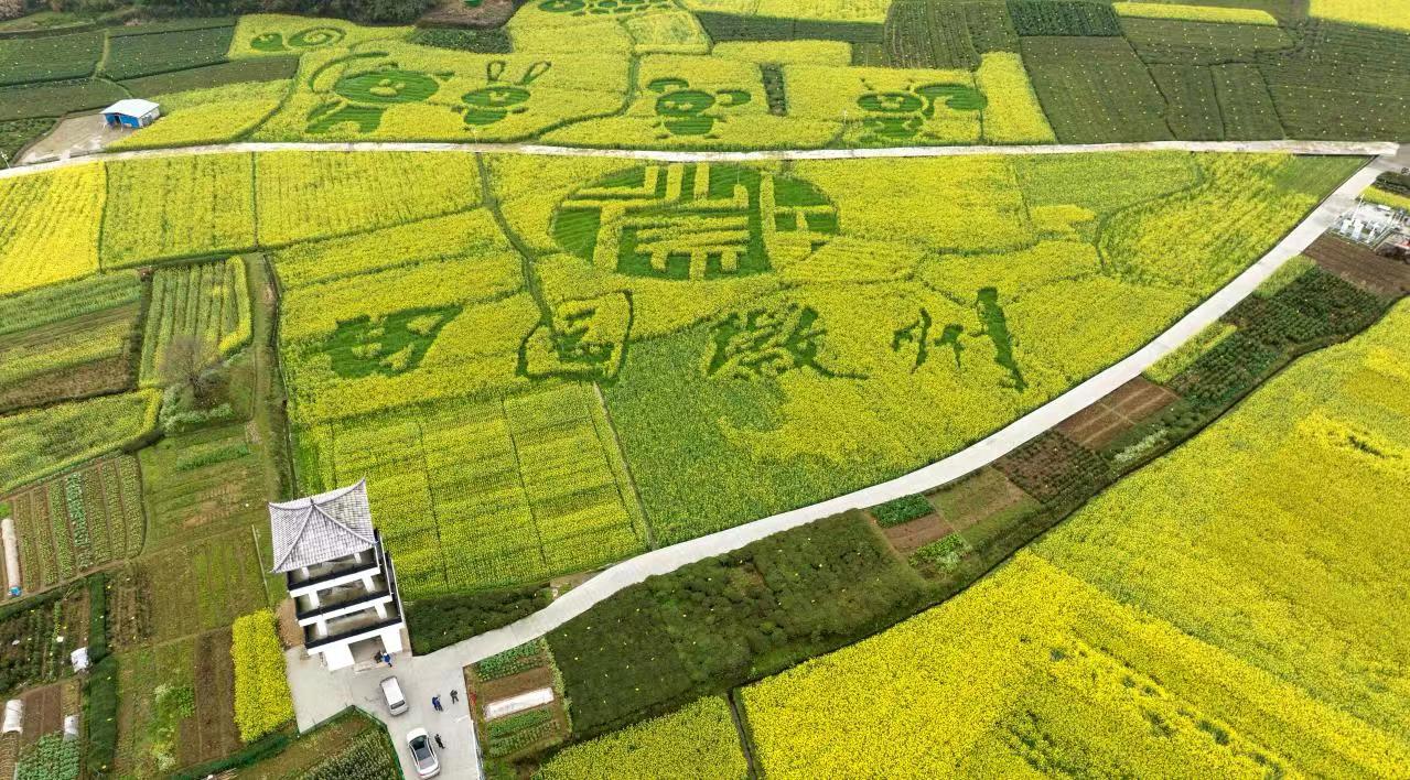 来荪田，看油菜花盛放成海