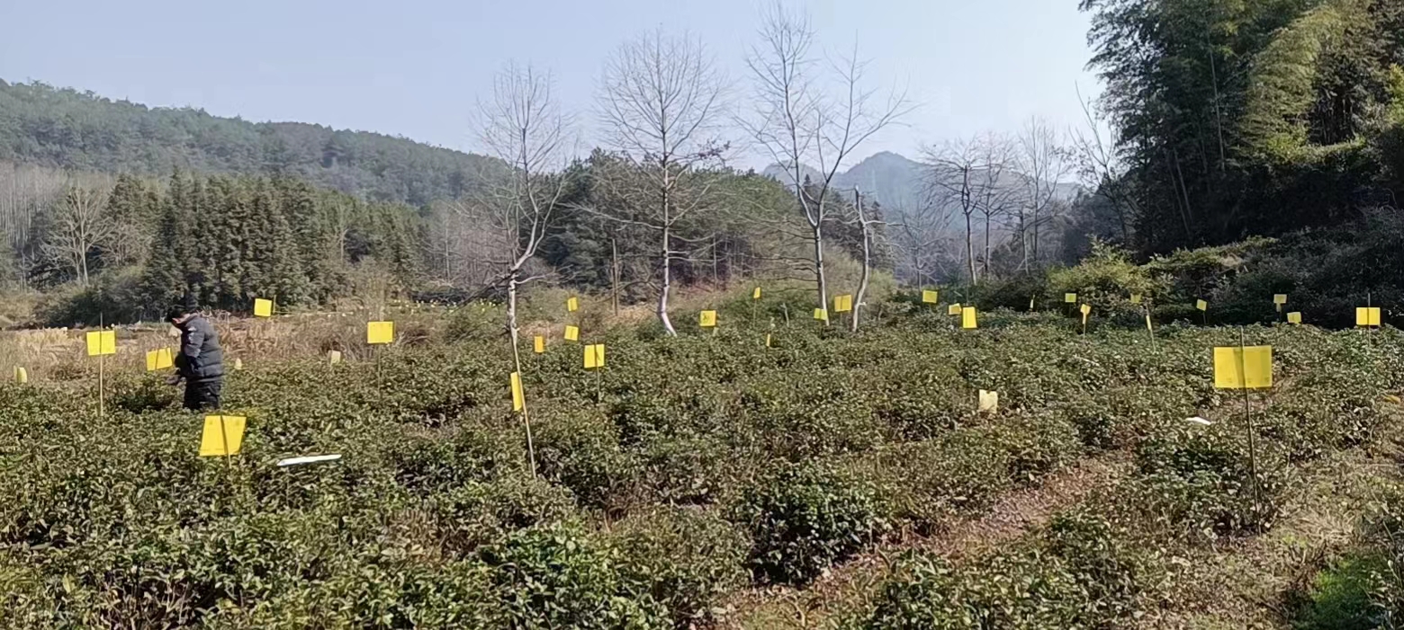 休宁县齐云山镇：绿中带黄的新风景线