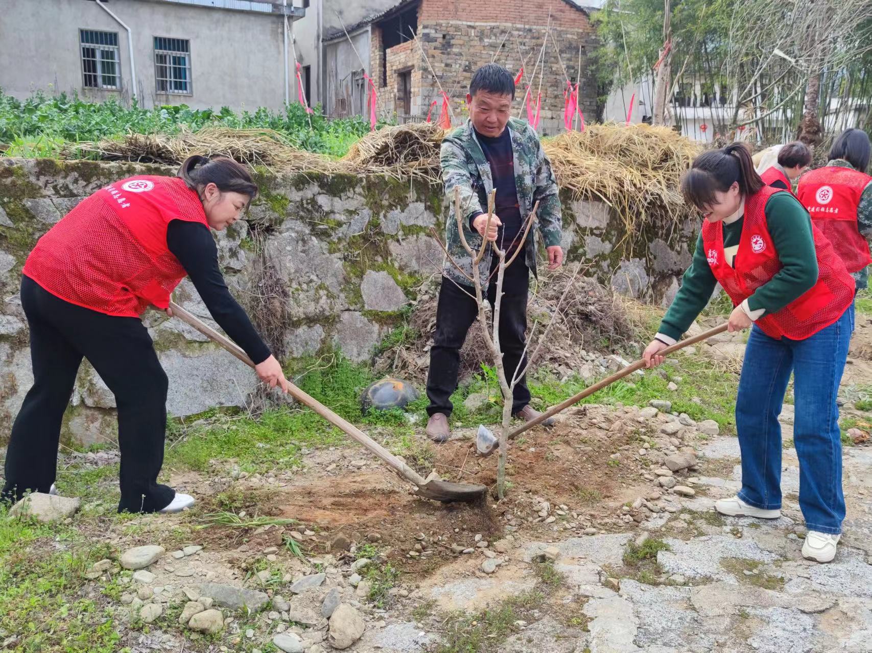 歙县许村镇：新春好风光 植树正当时
