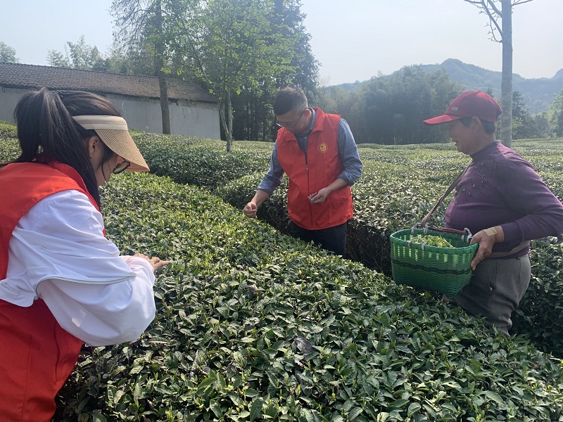 休宁县齐云山镇：不误农时不误春，志愿服务采茶忙