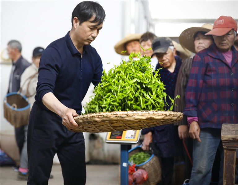 春茶鲜叶交易火