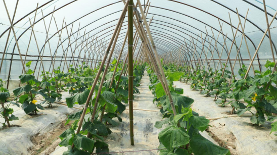 黄山区仙源镇：大棚果蔬春意浓， “菜篮子”生产稳供应