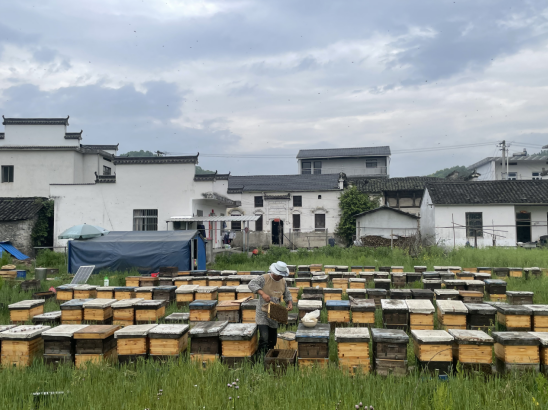 黟县宏潭乡：蜜蜂养殖托起乡村振兴“甜蜜梦”