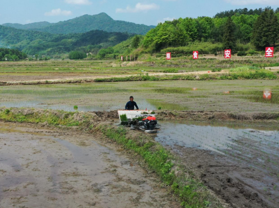 黄山区新丰乡：小田改大田，扩种再生稻
