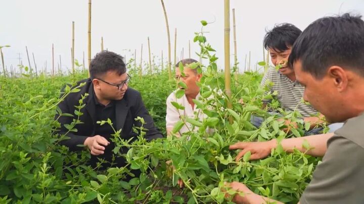 【榜样】陈金山：金银花开幸福来