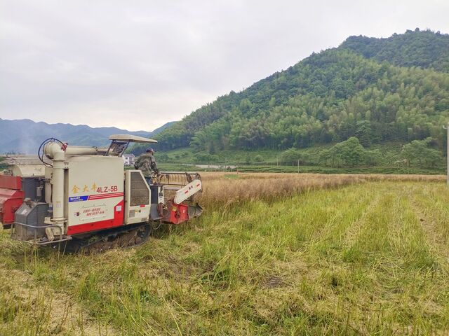 休宁县8万亩油菜喜获丰收