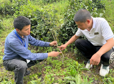 歙县深渡镇：林技人员深入香榧林助农抗旱