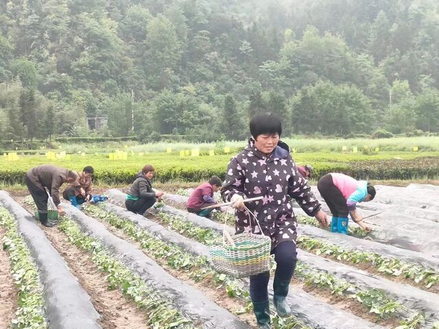 休宁县商山镇：文明新风吹万家  志愿服务不停歇