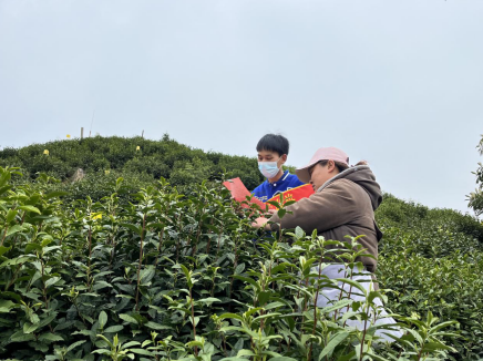 祁门县大坦乡：护航采茶季，用“志愿红”守护“茶乡绿”！