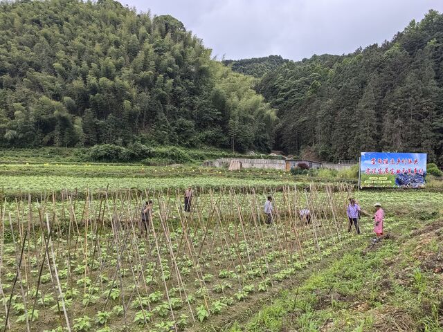 黟县洪星乡：蔬菜种植“架”起乡村振兴“致富路”