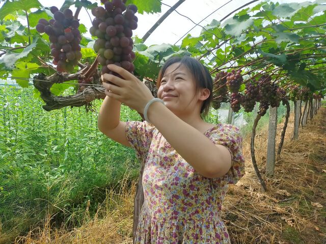休宁县齐云山镇典囗葡萄喜开园