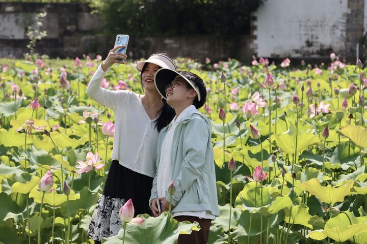 黄山区新丰乡：“荷”美乡村引游人
