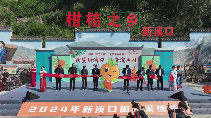 2024年新溪口柑桔采摘节成功举办