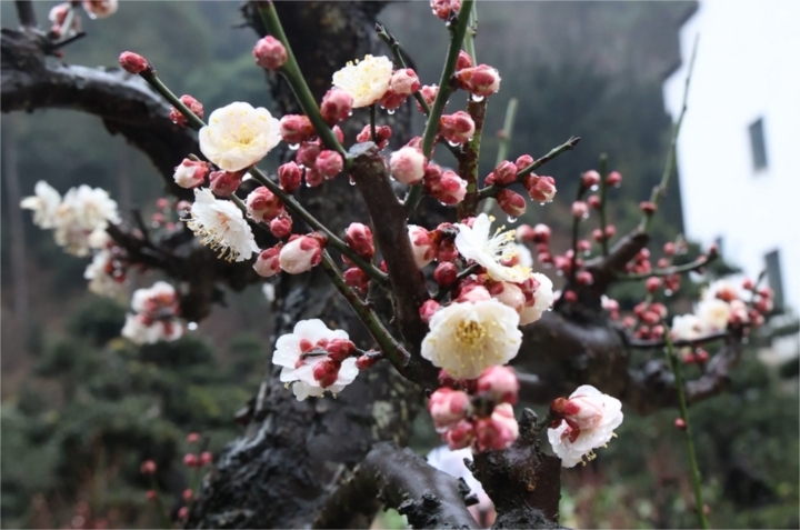 2024歙县徽派盆景艺术展暨第十三届梅花节举行