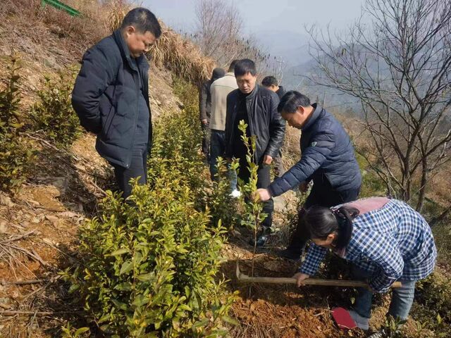 歙县杞梓里镇：修复油茶林，增绿又增收