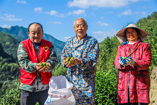 歙县街口镇：霜降油茶香 山乡展新颜