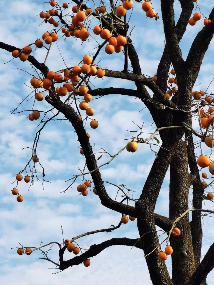 休寧板橋鄉：百年柿樹掛金果 柿餅香里促增收