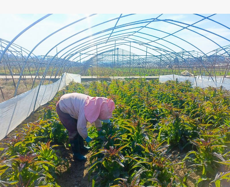 歙縣桂林鎮(zhèn)：萵筍喜豐收 田間采收忙